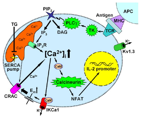 Fig. 1