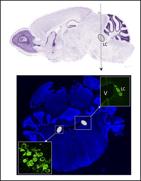 Figure 4.