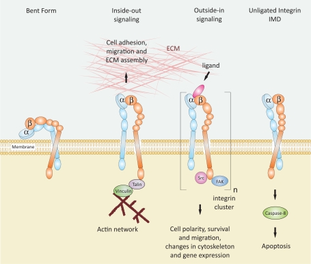 Fig. (8)