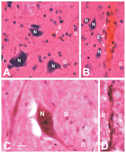 Fig. 3A–D