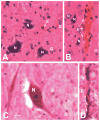 Fig. 3A–D