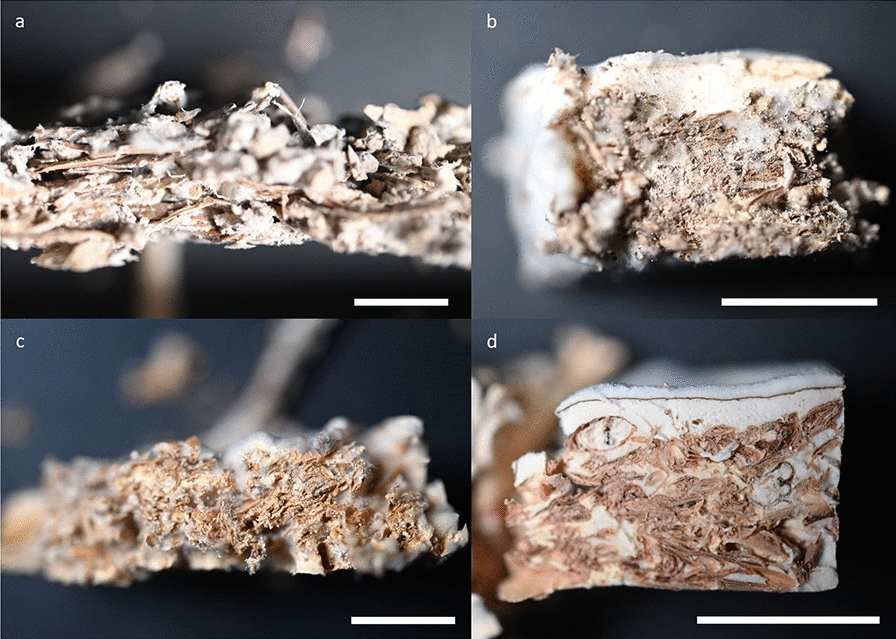Quantification of fungal biomass in mycelium composites made from ...