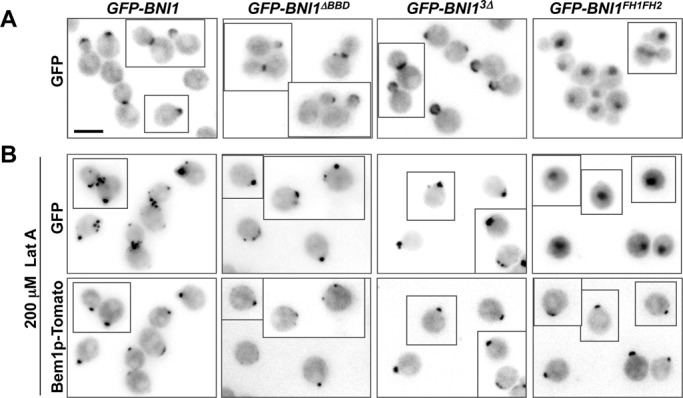 FIGURE 5: