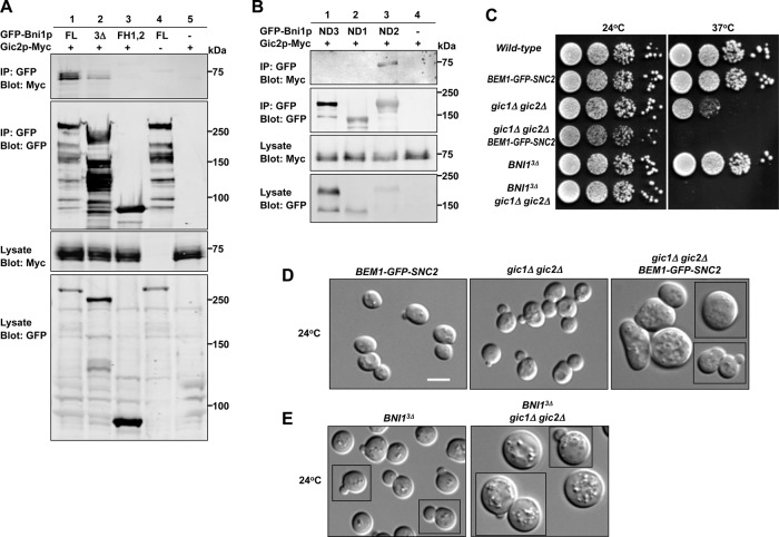 FIGURE 6: