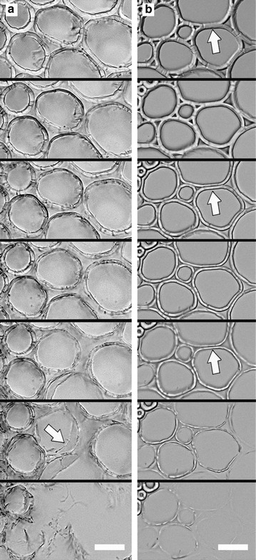 Fig. 7