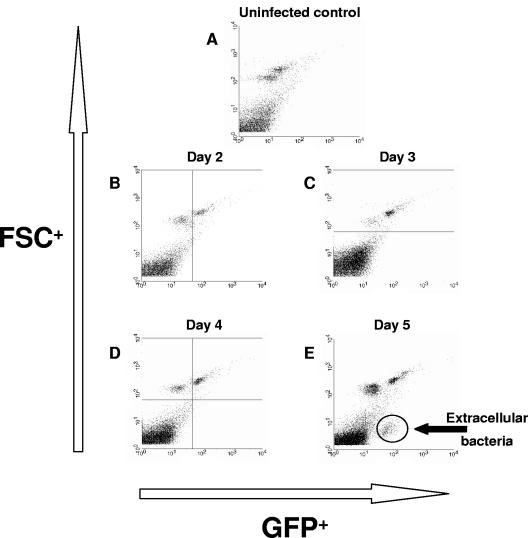 FIG. 2.