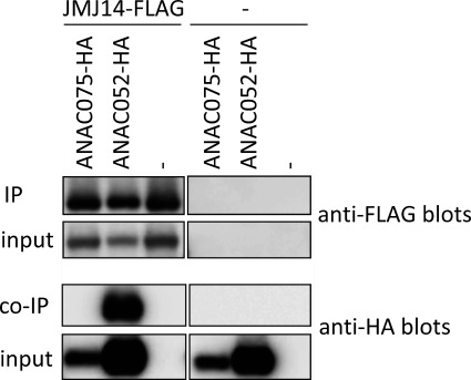 Figure 5. Physical association between ANAC075 and JMJ14 was not detected. (A) FLAG-tagged JMJ14 (JMJ14-FLAG) was co-expressed with ANAC075-HA or ANAC052-HA in N. benthamiana leaves, and the protein complexes were immunoprecipitated using α-DYKDDDDK-tagged antibody beads. Inset, immunoprecipitated (IP) and co-immunoprecipitated (co-IP) samples were detected by α-DYKDDDDK or α-HA antibodies, respectively.