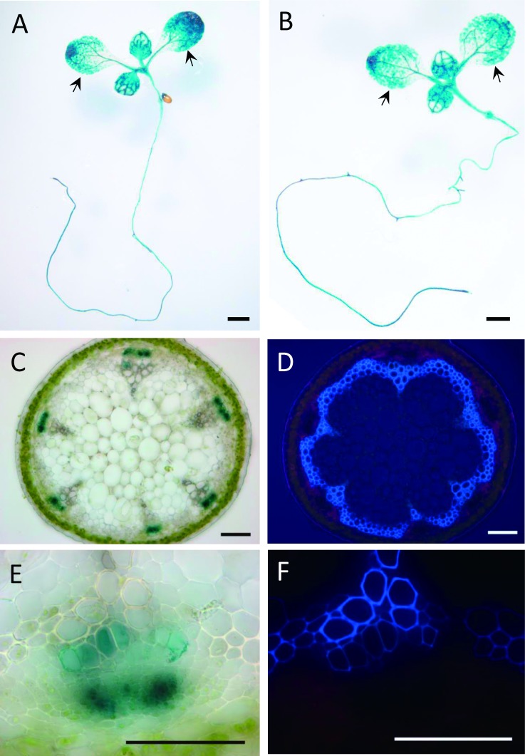 Figure 4. ANAC075 is expressed in phloem and vessels. (A, B) GUS staining of 7-day-old ANAC075pro: GUS seedlings grown under long-day (A) and short-day (B) conditions. Black arrows indicate cotyledons. Bars represent 1 mm. (C–F) Cross section of inflorescence stem of ANAC075pro: GUS plant observed under normal light (C, E) and UV illumination (D, F) after GUS staining. Clear GUS staining was observed in phloem tissues in addition to newly differentiated vascular vessels. Blue autofluorescence in (D) and (F) indicates the presence of lignin. Bars represent 100 µm.