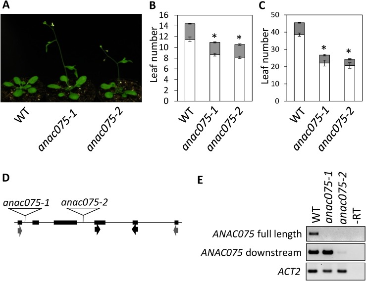 Figure 1. anac075 plants flowered early under long- and short-day conditions. (A) Representative WT, anac075-1 and anac075-2 plants grown under long-day conditions for 24 days. (B, C) Flowering time of WT, anac075-1, and anac075-2 plants under long- (B) and short-day conditions (C). Rosette (white bars) and cauline (gray bars) leaf numbers at the bolting stage were counted. n=12–20. Asterisks indicate significant differences compared with WT (p<0.05). (D) Positions of T-DNA insertions in the ANAC075 locus and primers used for semi-qRT-PCR. (E) Semi-qRT-PCR data using primers amplifying the full-length coding region (gray arrows shown in D) and partial fragment downstream of the T-DNA insertion sites (black arrows shown in D). ACTIN2 (ACT2) data is shown as an internal control.