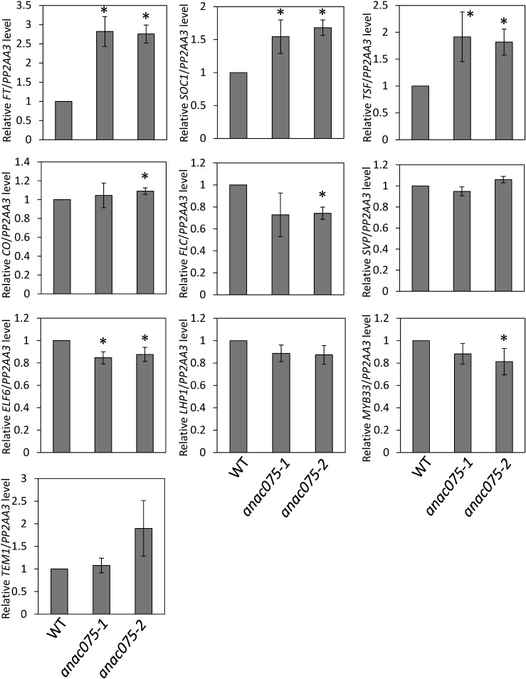 Figure 2. Transcript levels of flowering-time regulation-associated genes under long-day conditions. Transcript levels of flowering-time regulation-associated genes in WT, anac075-1 and anac075-2 were analyzed by qRT-PCR using aerial parts of seedlings grown under long-day conditions for 7 days and harvested at ZT16 (ZT: hours after the start of the light period) at the time at which the diurnal FT transcript level oscillation showed its maximum level in the WT. Mean values of four biological replicates are shown. Error bars represent±standard deviations. Asterisks indicate significant differences compared with WT (p<0.05).