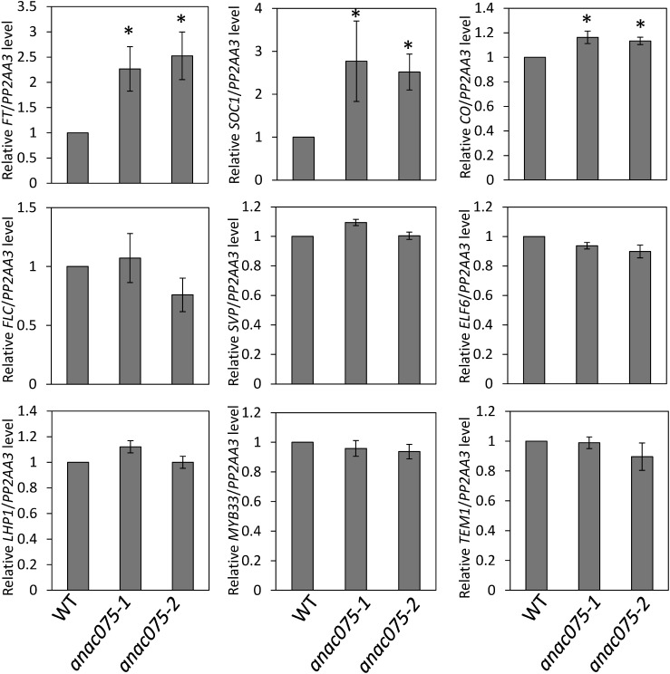 Figure 3. Transcript levels of flowering-time regulation-associated genes under short-day conditions. Transcript levels of flowering-time regulation-associated genes in WT, anac075-1, and anac075-2 were analyzed by qRT-PCR using aerial parts of seedlings grown under short-day conditions for 14 days and harvested at ZT14 at the time at which diurnal FT transcript-level oscillation showed its maximum level in WT. Mean values of 4 biological replicates are shown. Error bars represent±standard deviations. Asterisks indicate significant differences compared with WT (p<0.05).