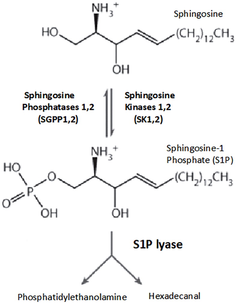 FIGURE 2