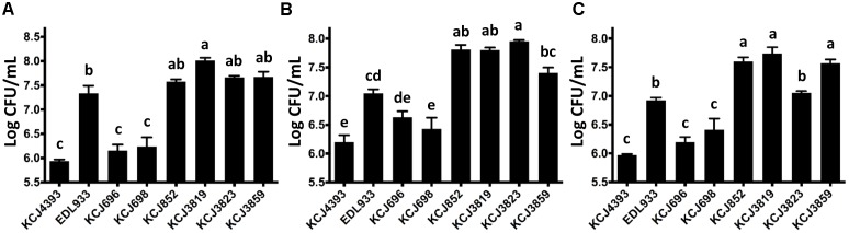 FIGURE 5