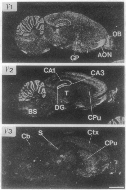 graphic file with name pnas01078-0294-b.jpg