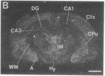 graphic file with name pnas01078-0294-c.jpg