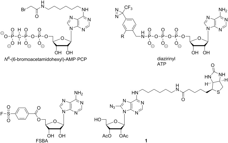 Fig 1