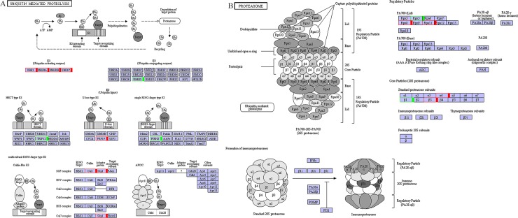 Fig 6