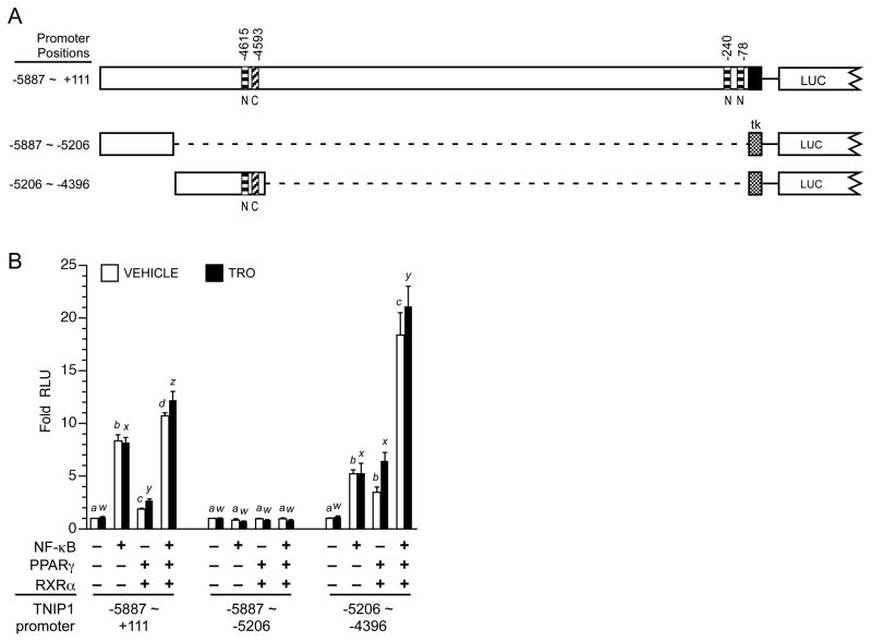 Fig. 8