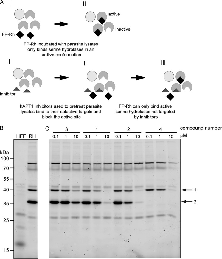 FIGURE 2.