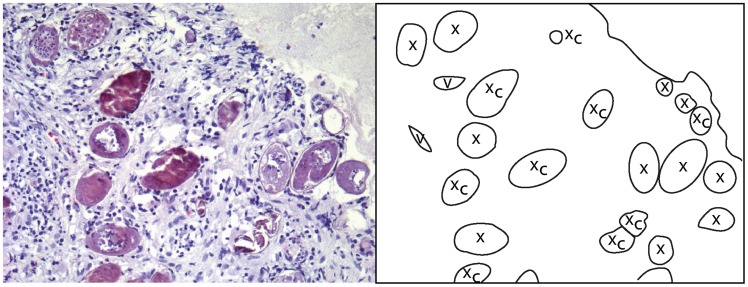 Figure 19