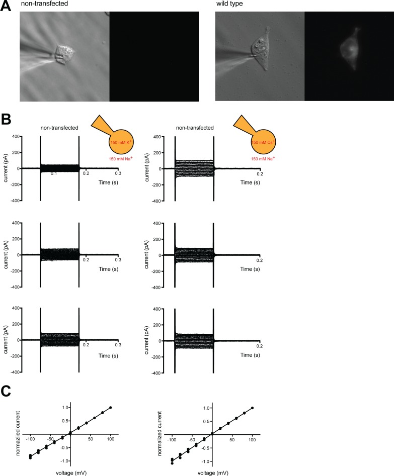 Figure 1—figure supplement 1.