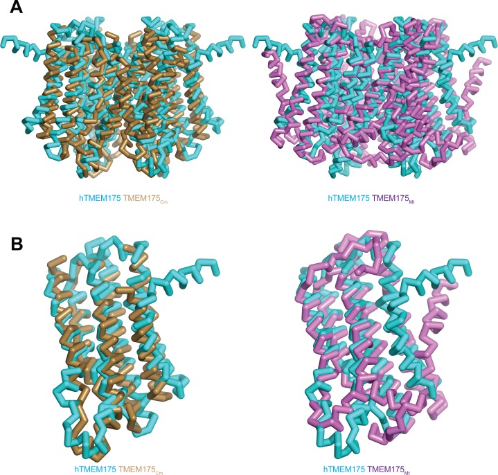 Figure 2—figure supplement 4.