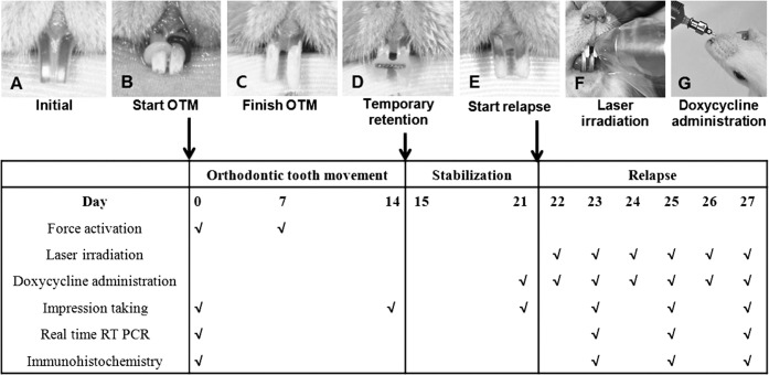 Figure 1. A rat model for this study on relapse after orthodontic tooth movement (OTM) and experimental schedule. (A) Before intervention. (B) Initiating OTM by inserting elastomeric rings. (C) Separating incisors when orthodontic force stopped. (D) Teeth immobilized by wire-resin splint retainer. (E) Initiating relapse movement after removal of retainer. (F) Laser irradiation. (G) Doxycycline administration.