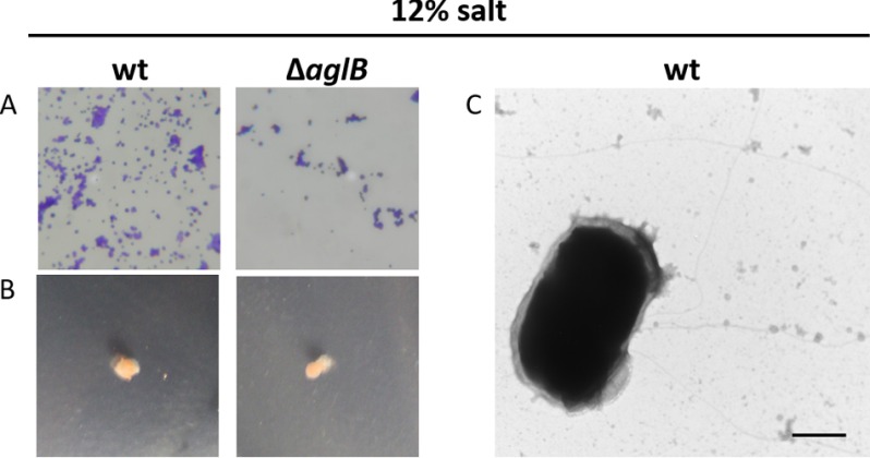 FIGURE 9.