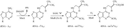 Scheme 1.