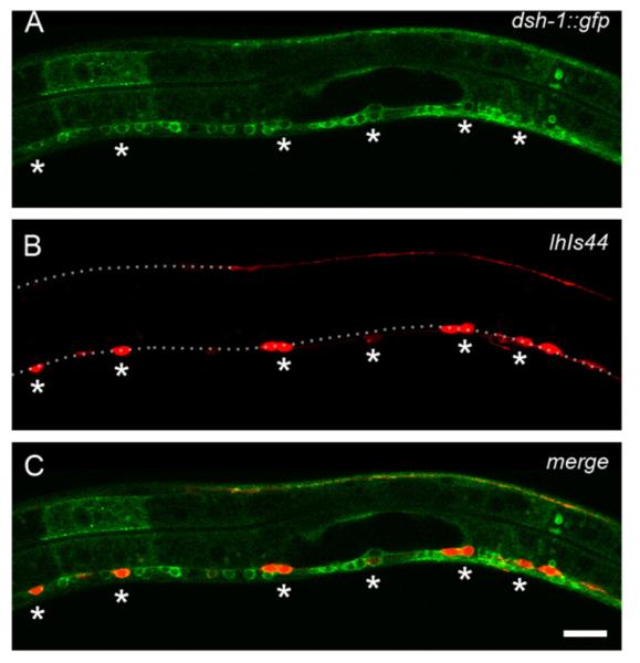 Fig. 10