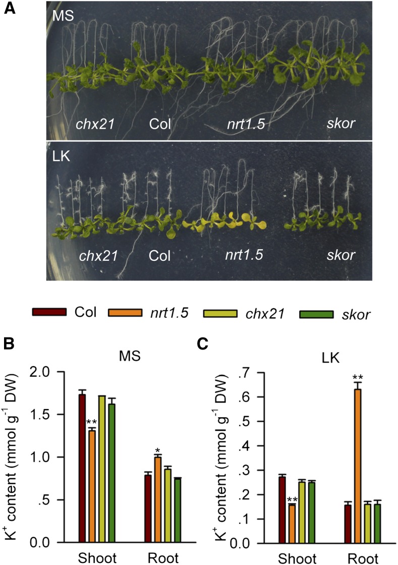 Figure 4.