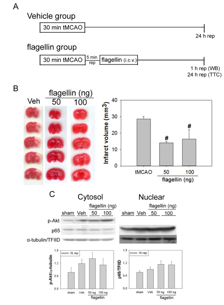 Fig. 8