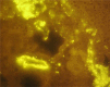 eFigure 2