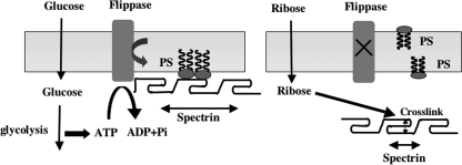 FIGURE 7.