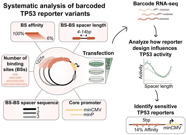 Graphical Abstract