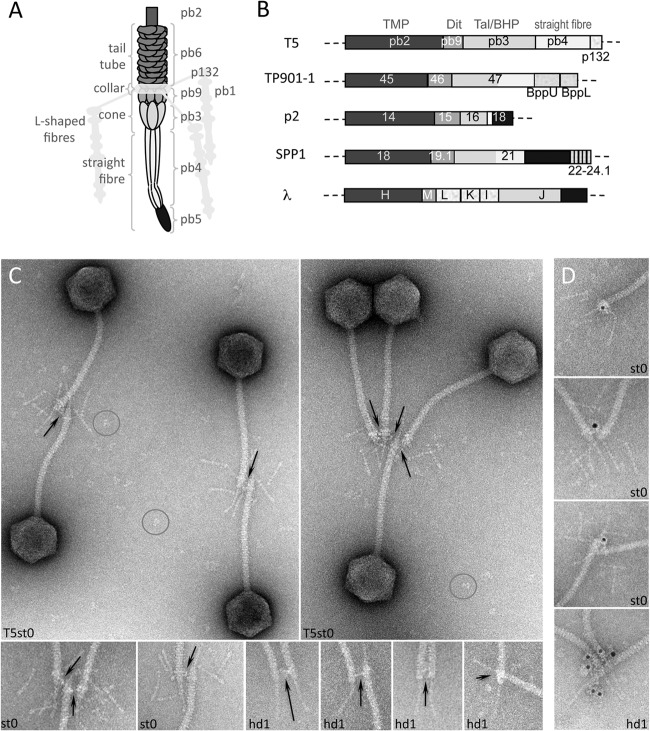 FIG 1