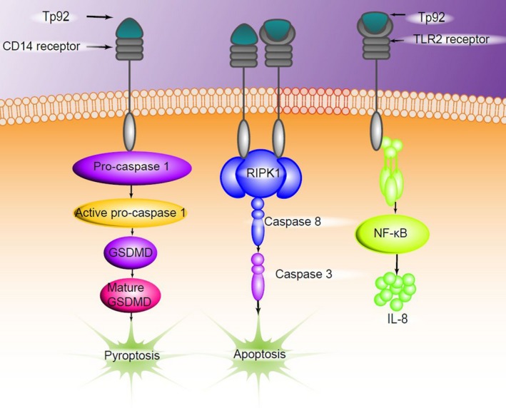 Figure 12