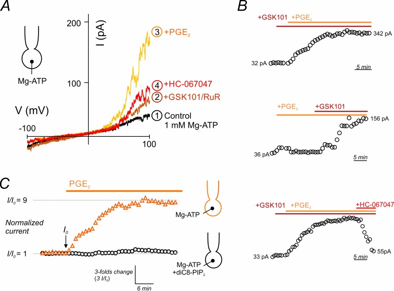 Figure 5—figure supplement 1.