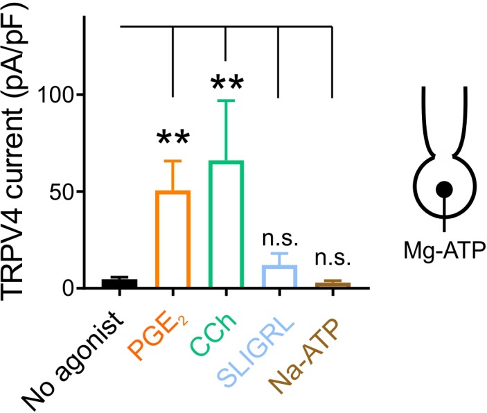 Figure 5—figure supplement 2.