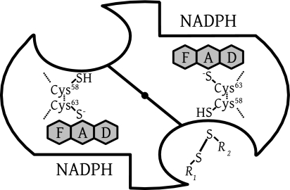 FIG. 3.