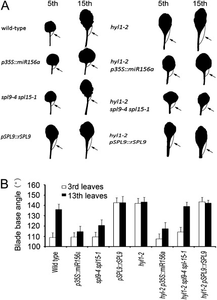 Fig. 7.