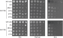 Figure 4—figure supplement 1.