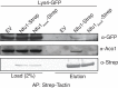 Figure 3—figure supplement 2.