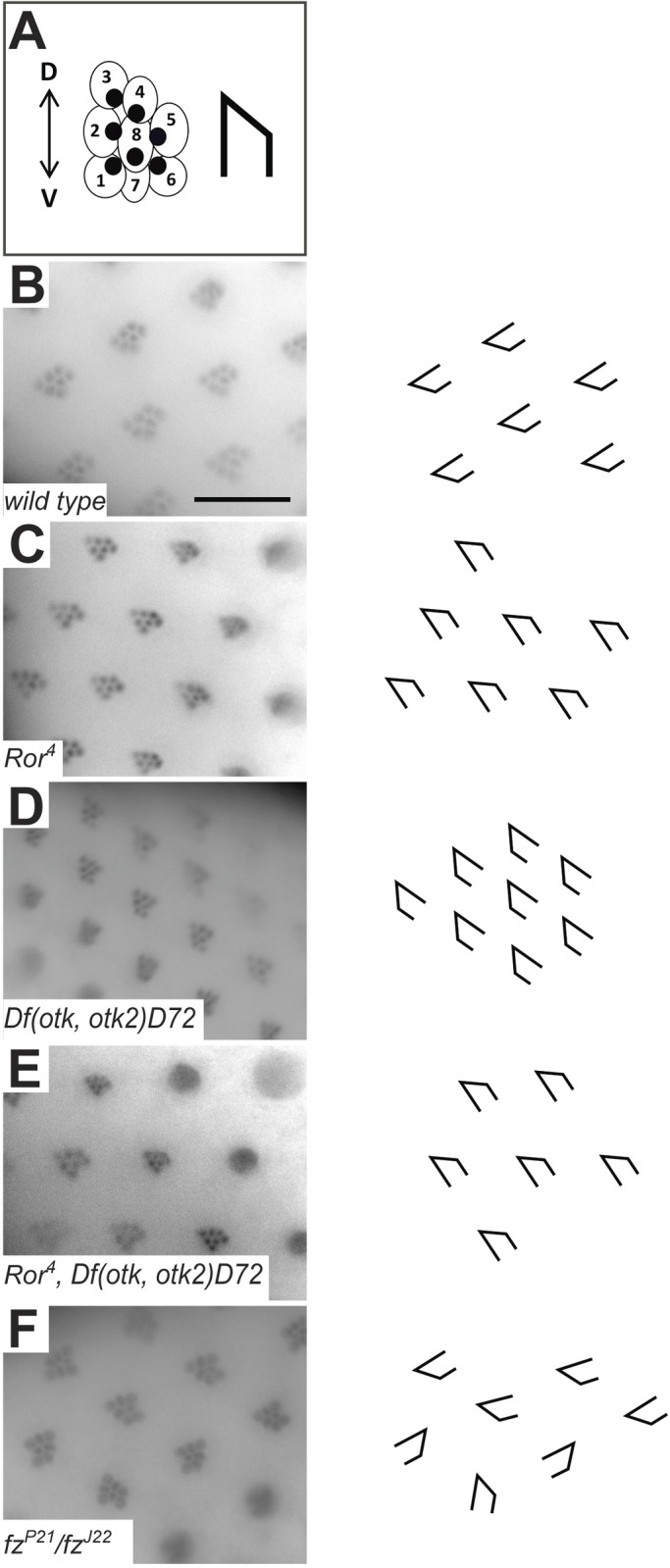 Fig. 5.