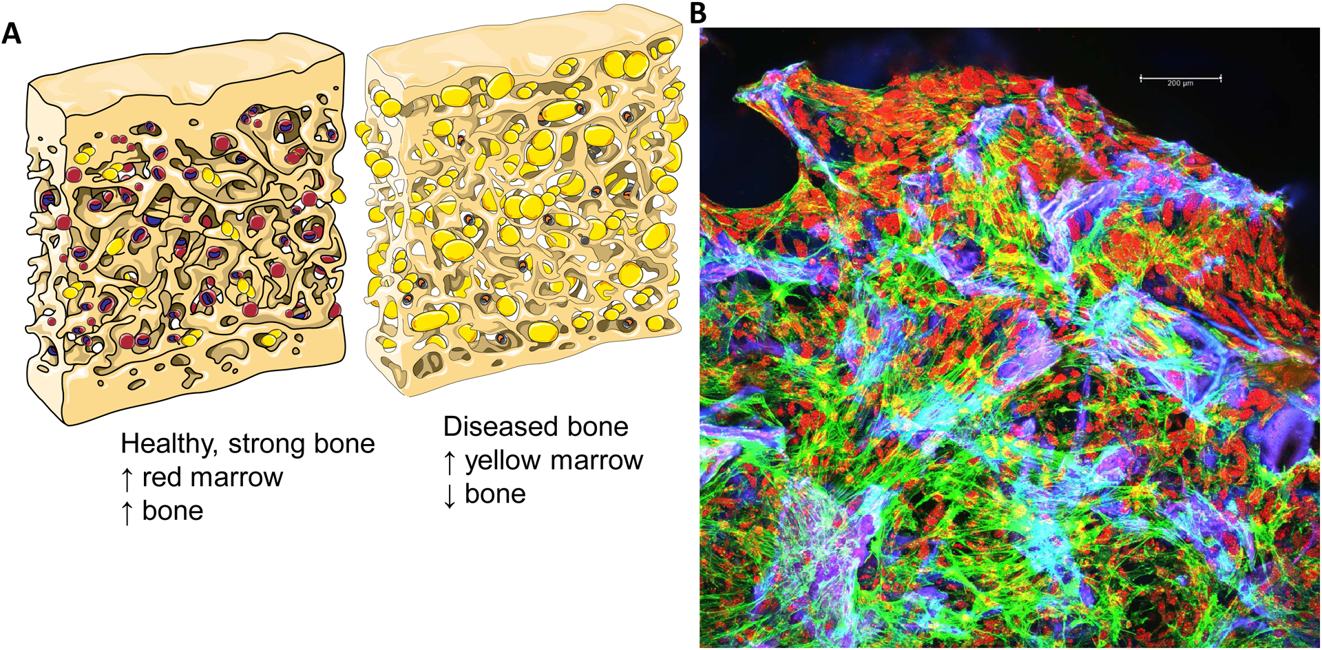 Figure 1: