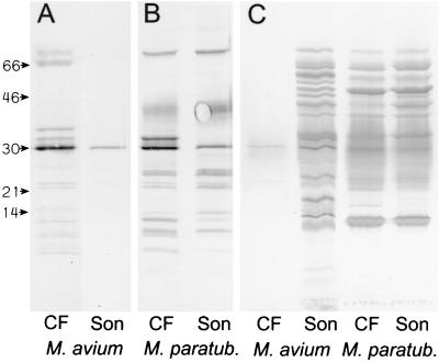 FIG. 1