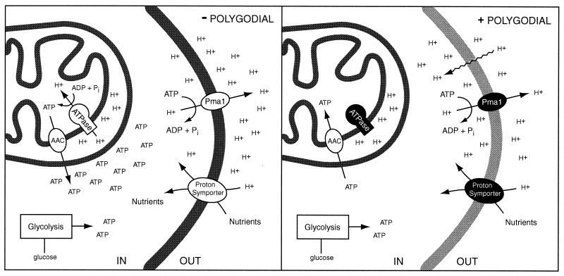 FIG. 12