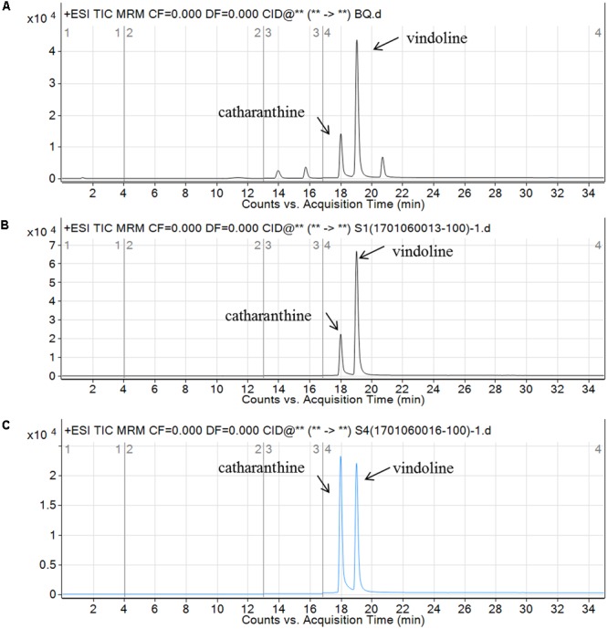 FIGURE 7