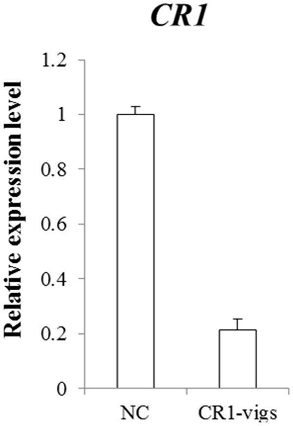 FIGURE 4