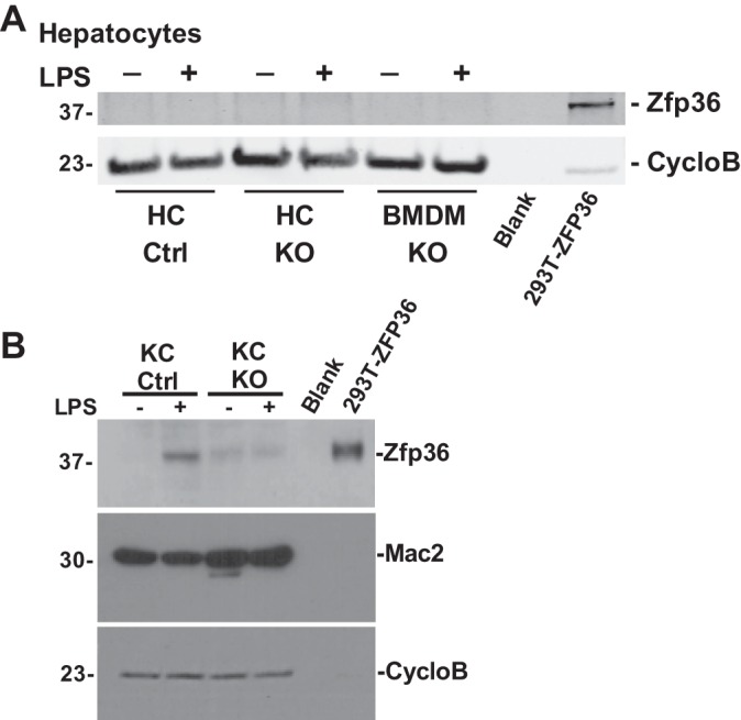 Fig. 9.